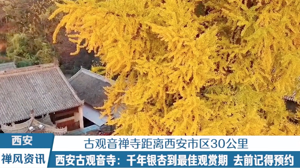 要预约但不收费！古观音寺千年银杏到了最美时候