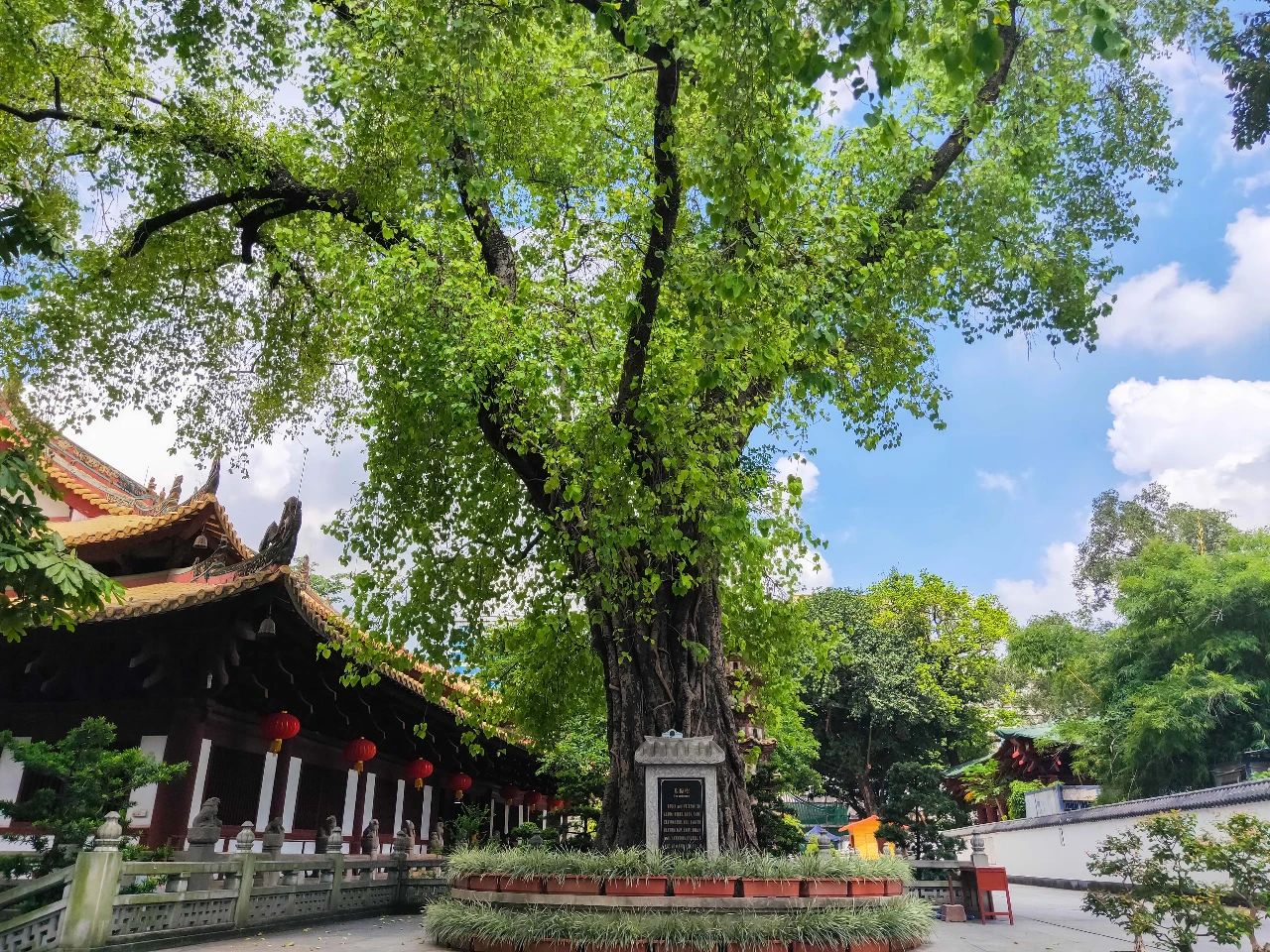 文化和自然遗产日 | 广州光孝寺：海丝佛教文化的“活化石”