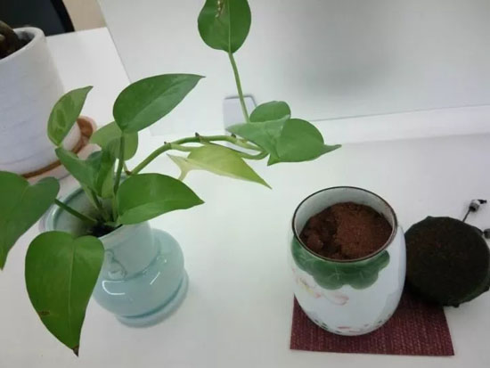 气味疗法：缕缕清香 赶走秋乏