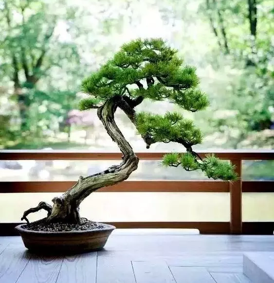 文人盆景，风骨神韵妙不可言！