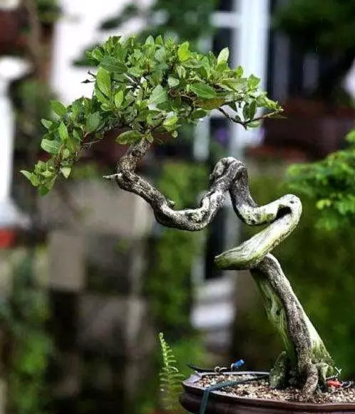 文人盆景，风骨神韵妙不可言！