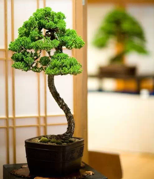 文人盆景，风骨神韵妙不可言！