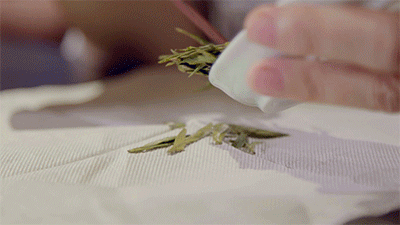 评茶攻略丨好看的皮囊VS有趣的灵魂 一文教你如何评头论足