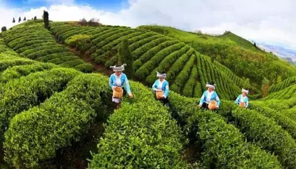 都匀毛尖丨内外兼修的TA，难怪能与茅台肩并肩！