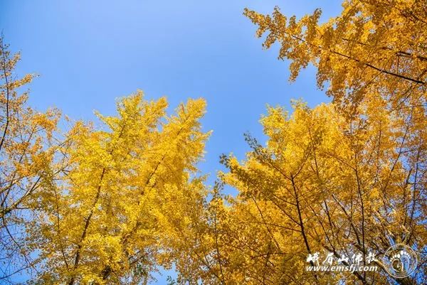 峨眉山 | 初冬禅院别样景 满眼金色映红墙（组图）