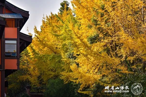 峨眉山 | 初冬禅院别样景 满眼金色映红墙（组图）