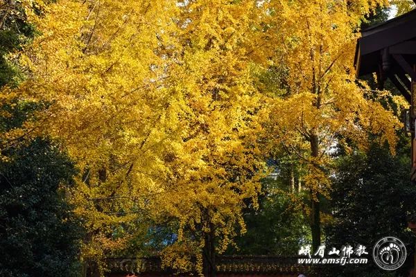 峨眉山 | 初冬禅院别样景 满眼金色映红墙（组图）