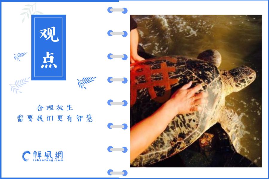 如果要发扬佛教传统中的放生文化，要怎么做才更加如理如法？