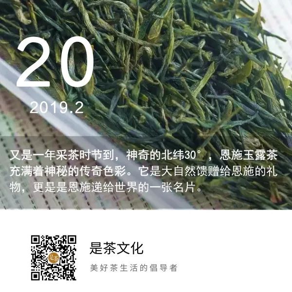 恩施玉露丨火了！《延禧攻略》把它送上热搜，“镇魂男神”朱一龙也来神助攻！