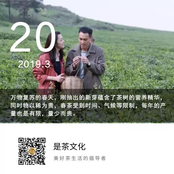 春茶正当时丨就连姚晨都跑到茶园采茶品茶了，这挺好
