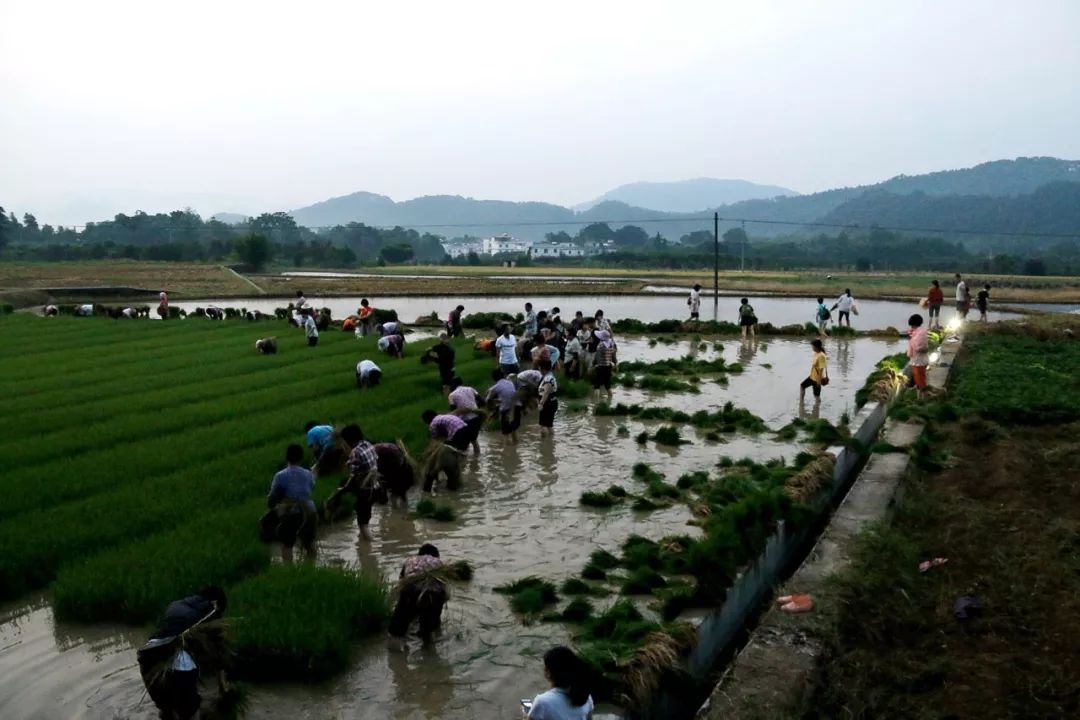 农禅并重 4月21日相约禅宗祖庭云门寺插秧种福田