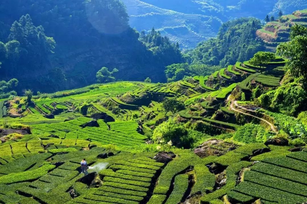 福建丨一个为茶而生的省份！产量最高！名优茶最多！
