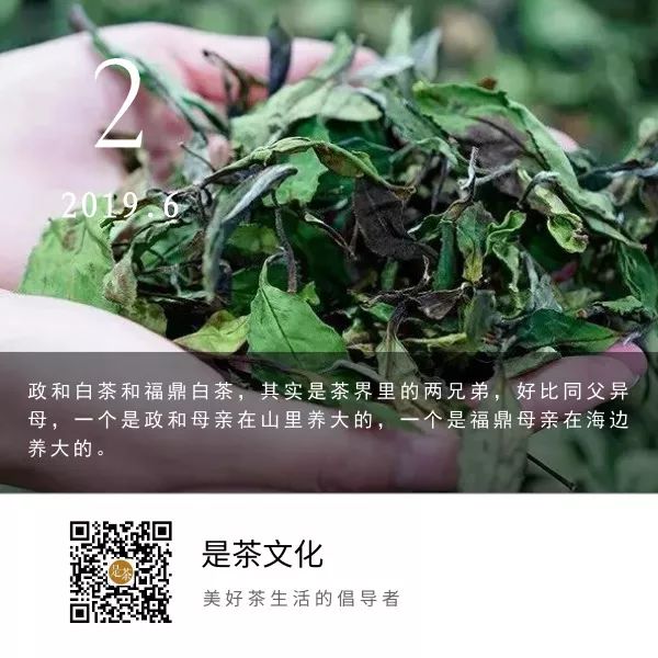 白茶大PK！同父异母的福鼎、政和，谁更胜一筹？