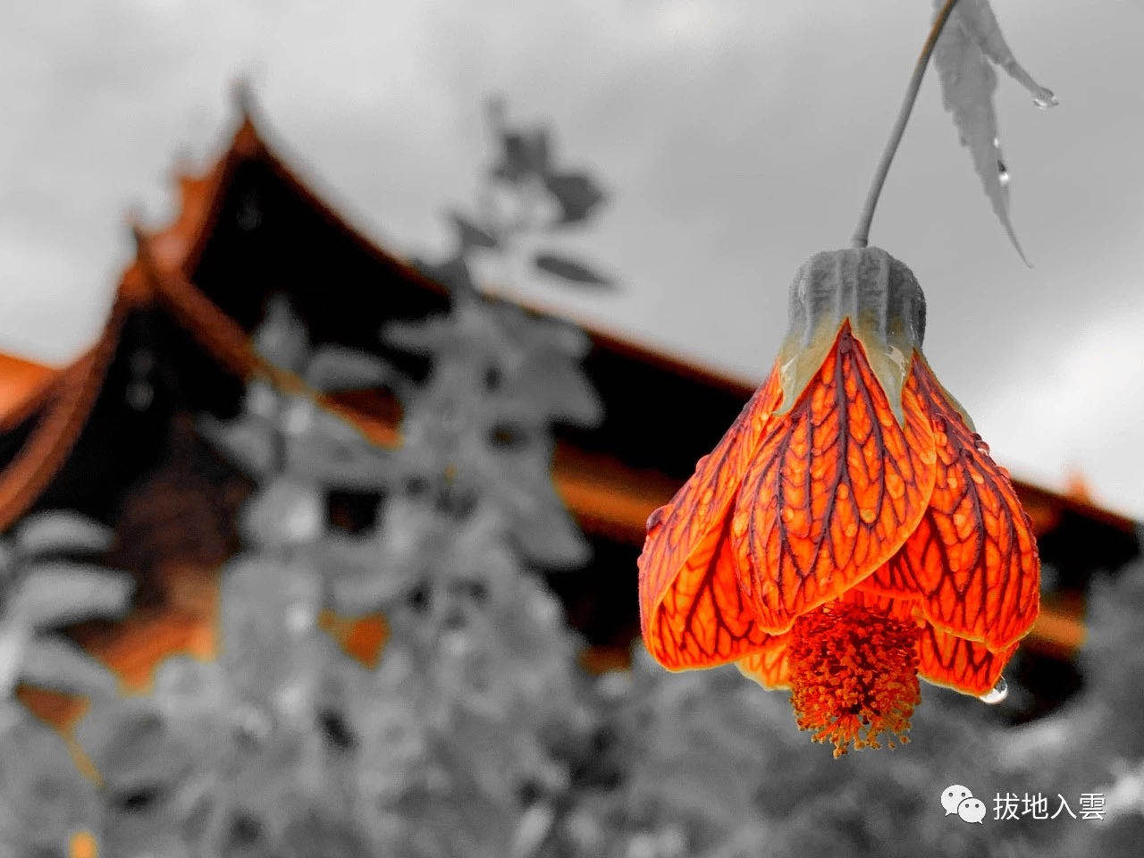 想去的看过来！2019年度佛教与东亚文化国际寒期研修班值得关注