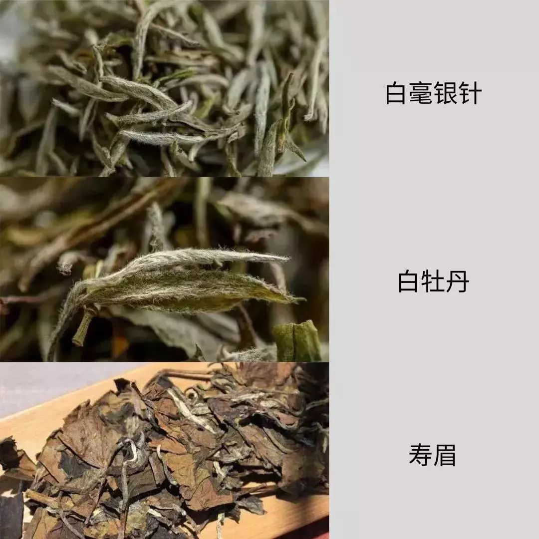 拷问白茶:get 这几招,能解决90%与白茶有关的问题!