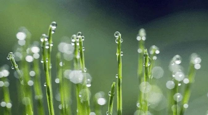清明的怀念 | 湖北省佛教界哀悼诗文