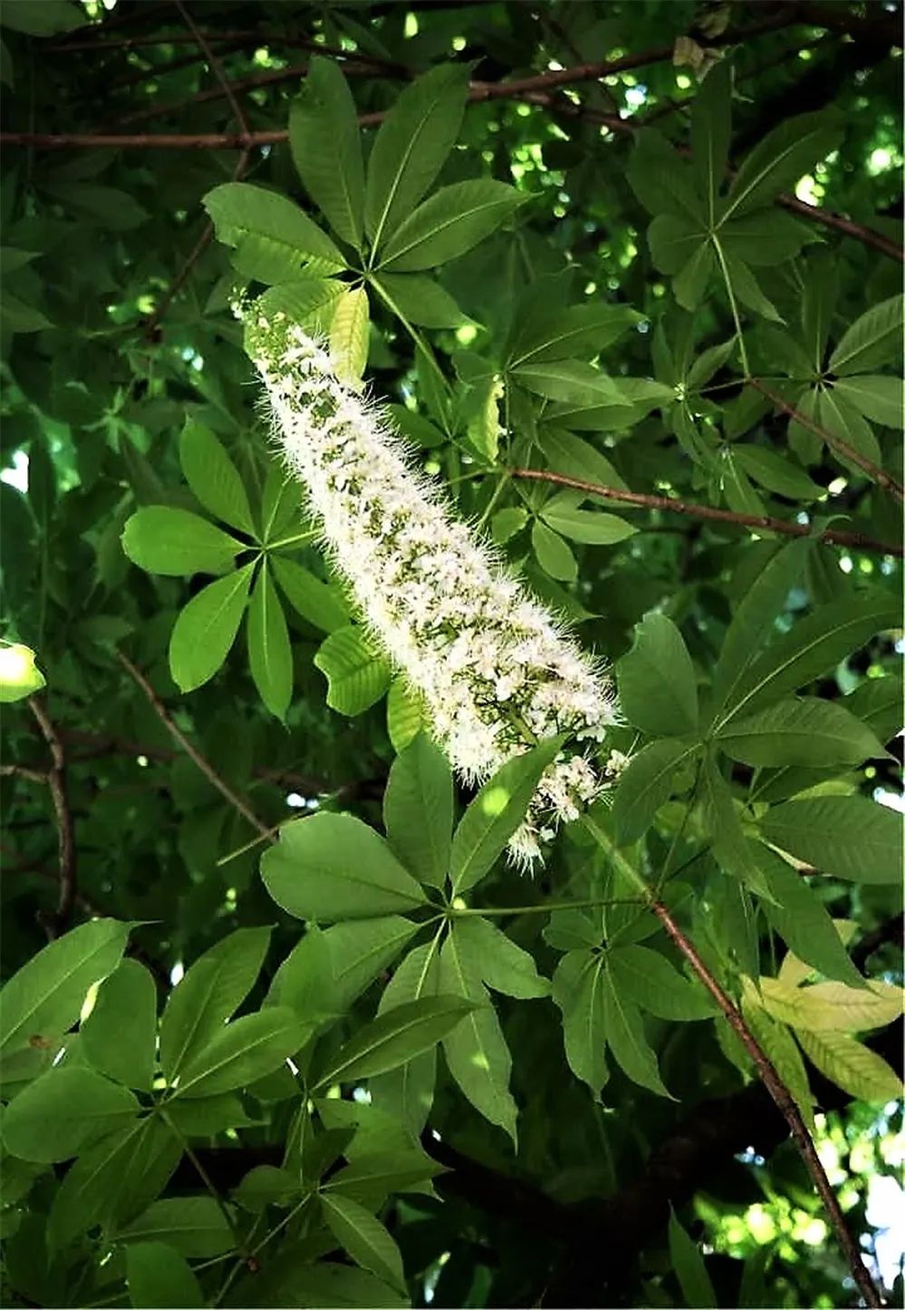 视觉灵隐 | 杭州灵隐寺 娑罗圣树花开正盛