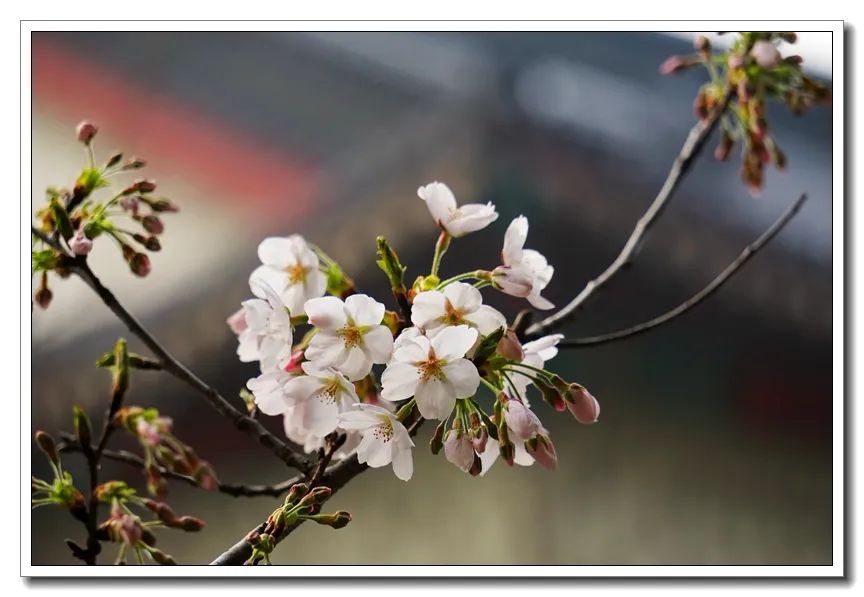 鸡鸣樱花季到了!寺院提醒:今年,不妨来个“云赏花”