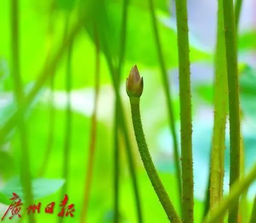 惊喜！穿越千年的古莲子，在广州开出莲花了！其或来自宋代