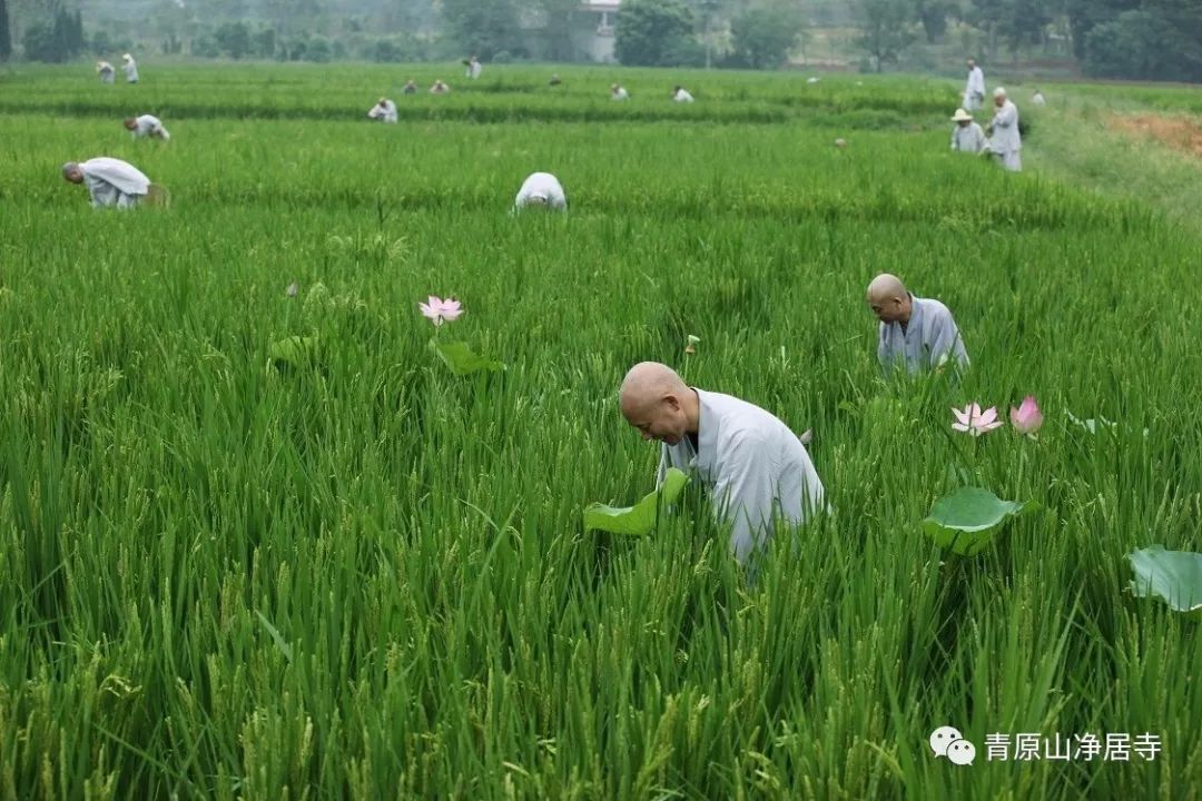 青原山净居寺举行追思缅怀体光老和尚圆寂十五周年纪念系列活动