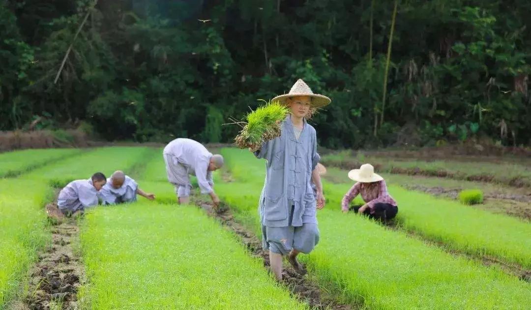 禅游札记 | 让你觉得耳目一新的农禅 其实大有来头!