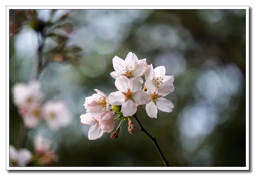 鸡鸣樱花季到了!寺院提醒:今年,不妨来个“云赏花”