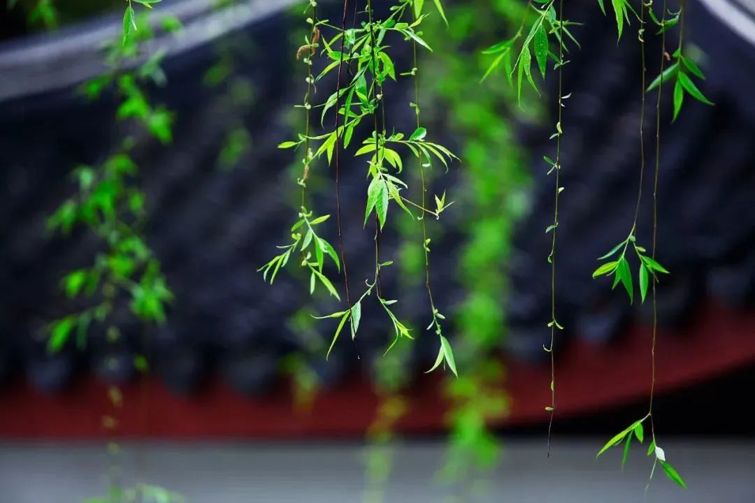 清明的怀念 | 湖北省佛教界哀悼诗文