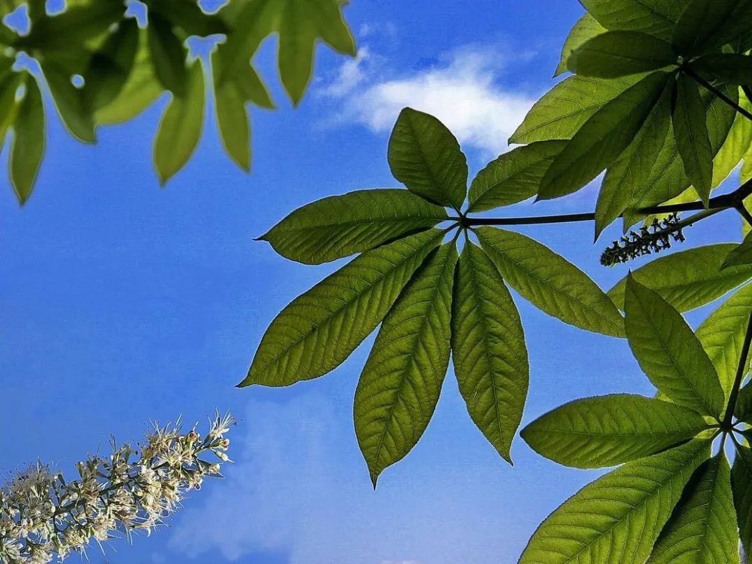 视觉灵隐 | 杭州灵隐寺 娑罗圣树花开正盛