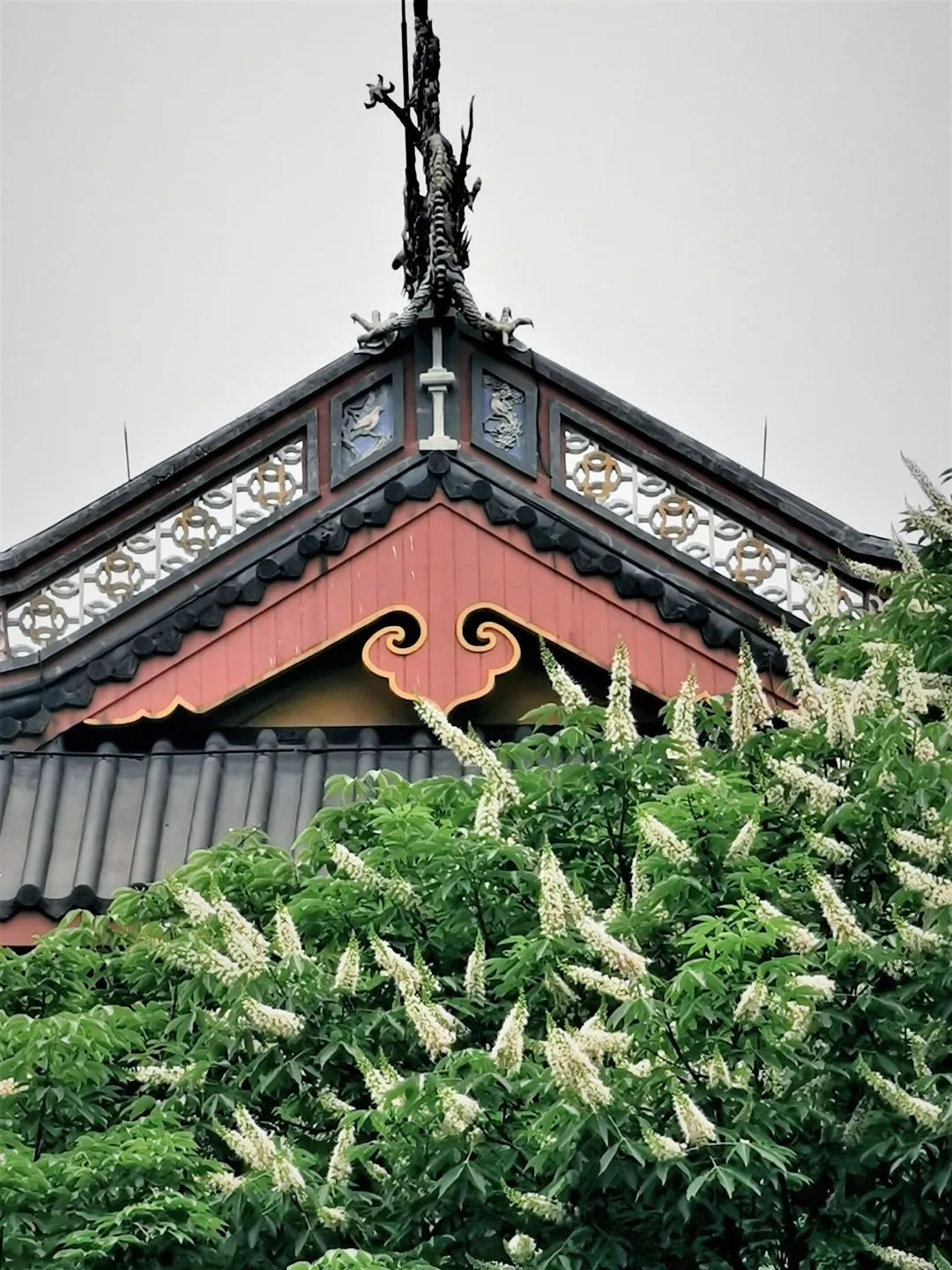 视觉灵隐 | 杭州灵隐寺 娑罗圣树花开正盛