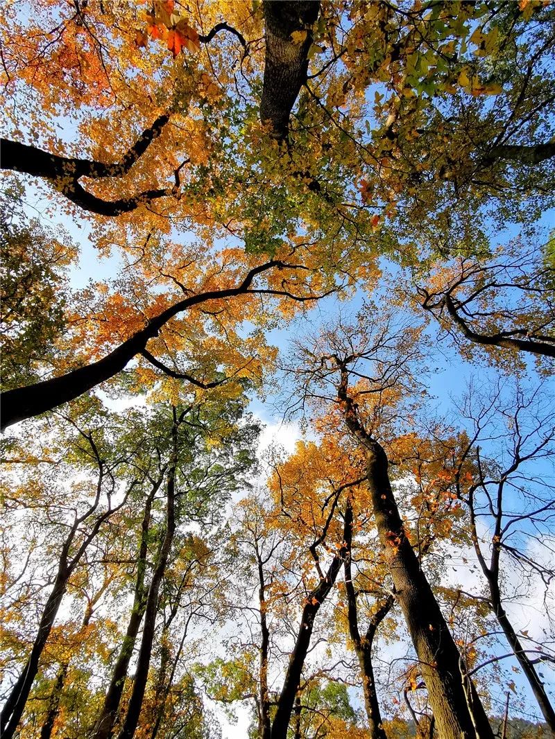 太美了！热播古装剧原来取景千年古刹天童禅寺