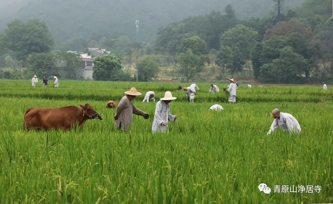 青原山净居寺举行追思缅怀体光老和尚圆寂十五周年纪念系列活动