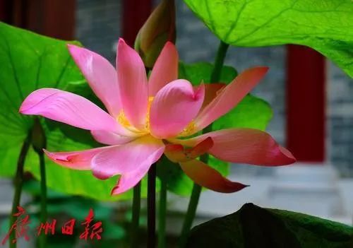 惊喜！穿越千年的古莲子，在广州开出莲花了！其或来自宋代
