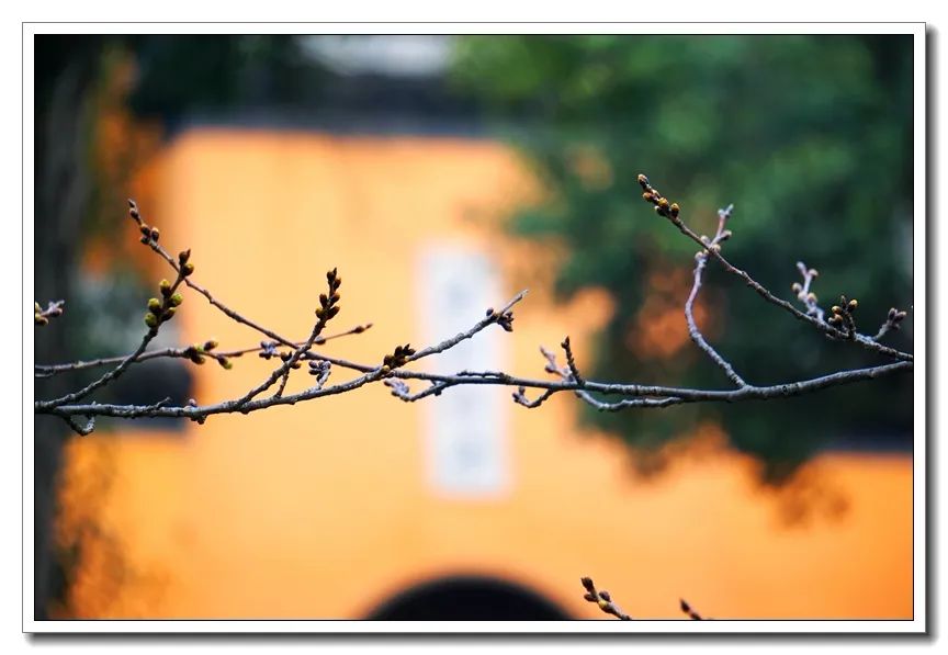 鸡鸣樱花季到了！寺院提醒：今年，不妨来个“云赏花”