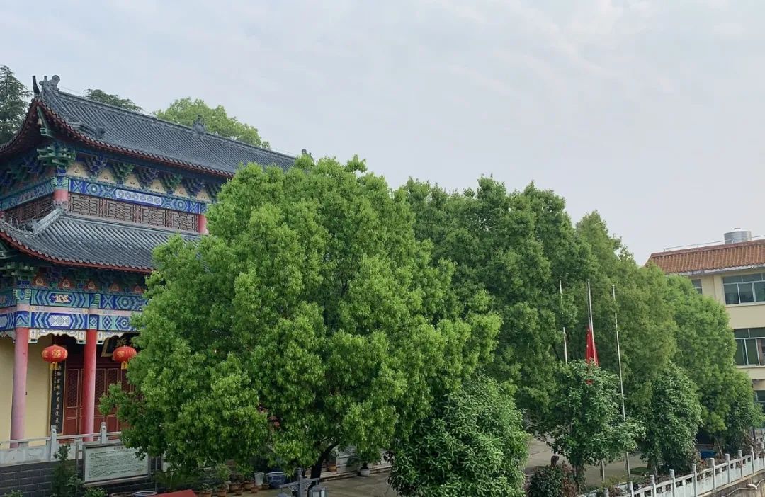 缅怀英烈,悼念同胞 | 湖北省佛教界举行哀悼活动