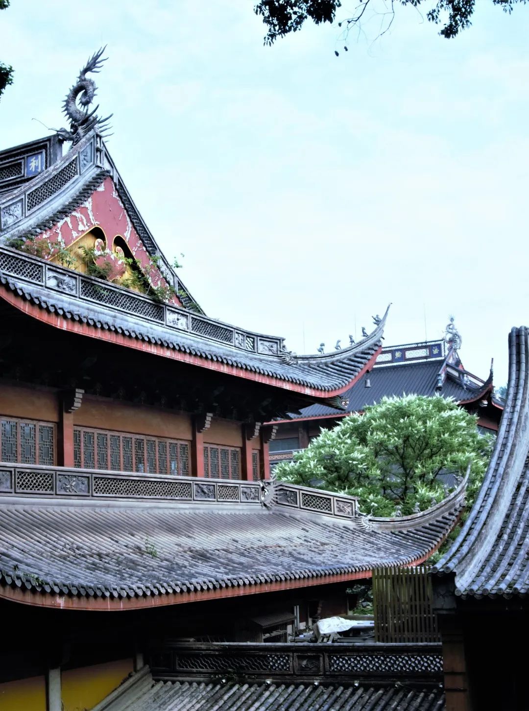 视觉灵隐 | 杭州灵隐寺 娑罗圣树花开正盛