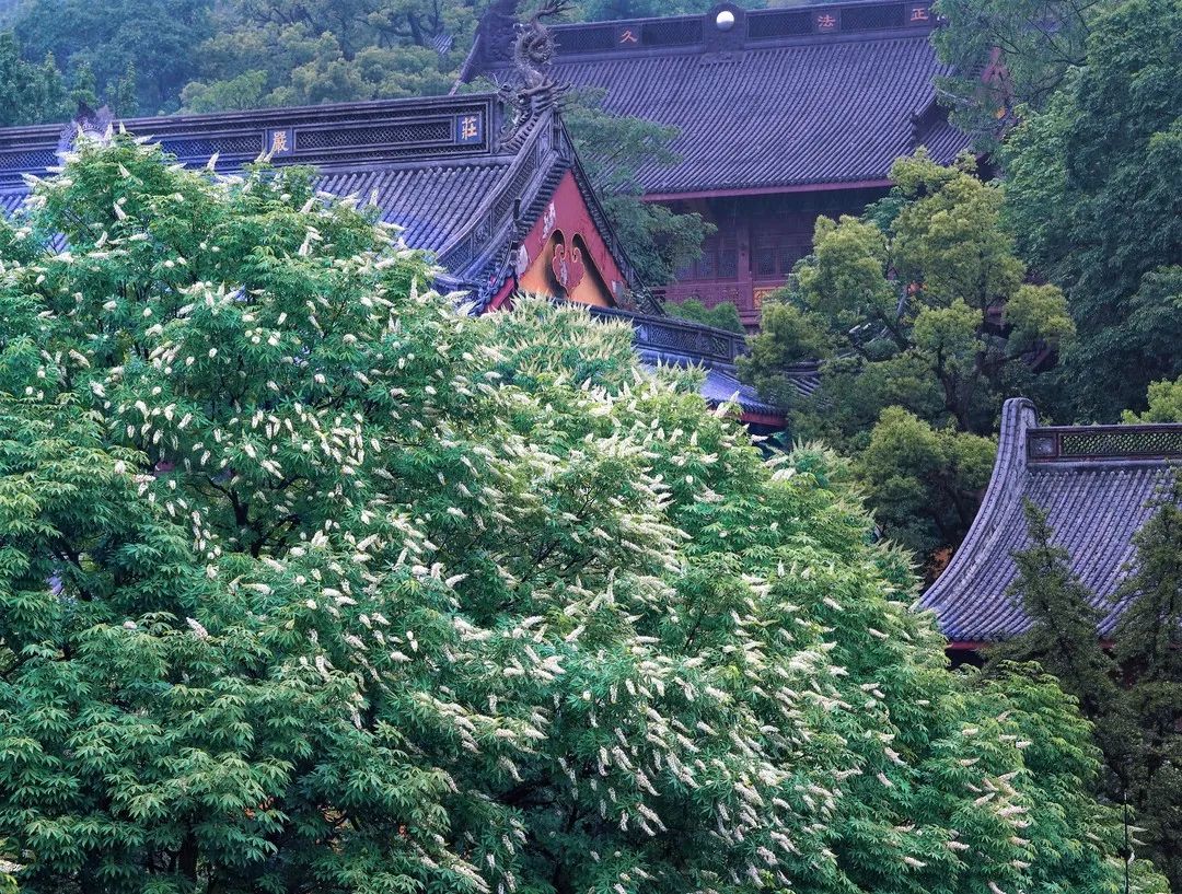 视觉灵隐 | 杭州灵隐寺 娑罗圣树花开正盛