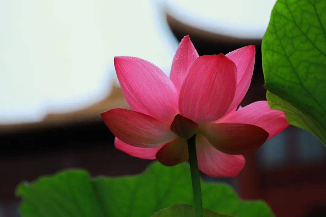 同觉出新歌！曙提法师·赵新老师联袂新作《妙莲花开胜缘启》首发