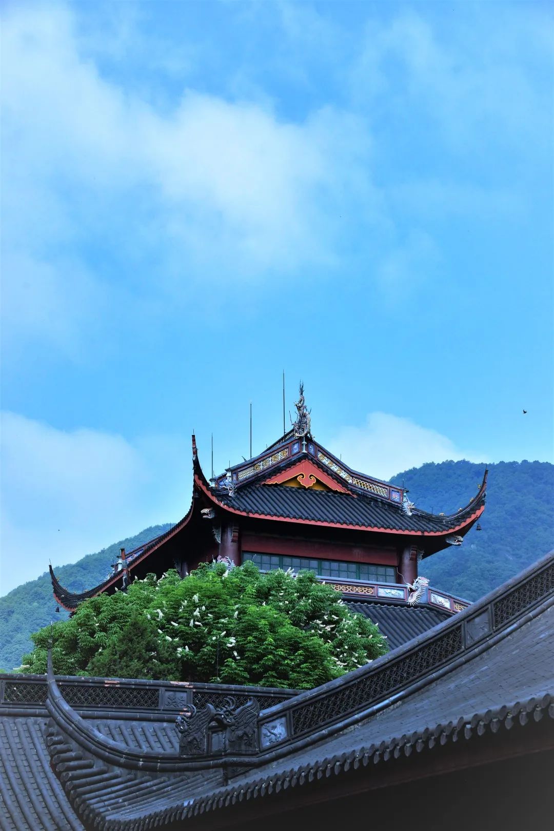 视觉灵隐 | 杭州灵隐寺 娑罗圣树花开正盛