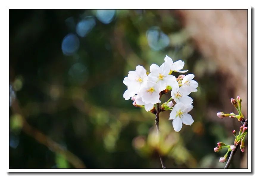鸡鸣樱花季到了!寺院提醒:今年,不妨来个“云赏花”