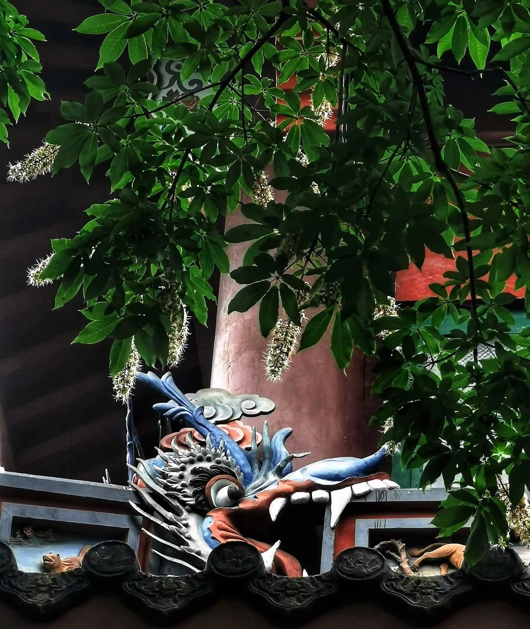 视觉灵隐 | 杭州灵隐寺 娑罗圣树花开正盛