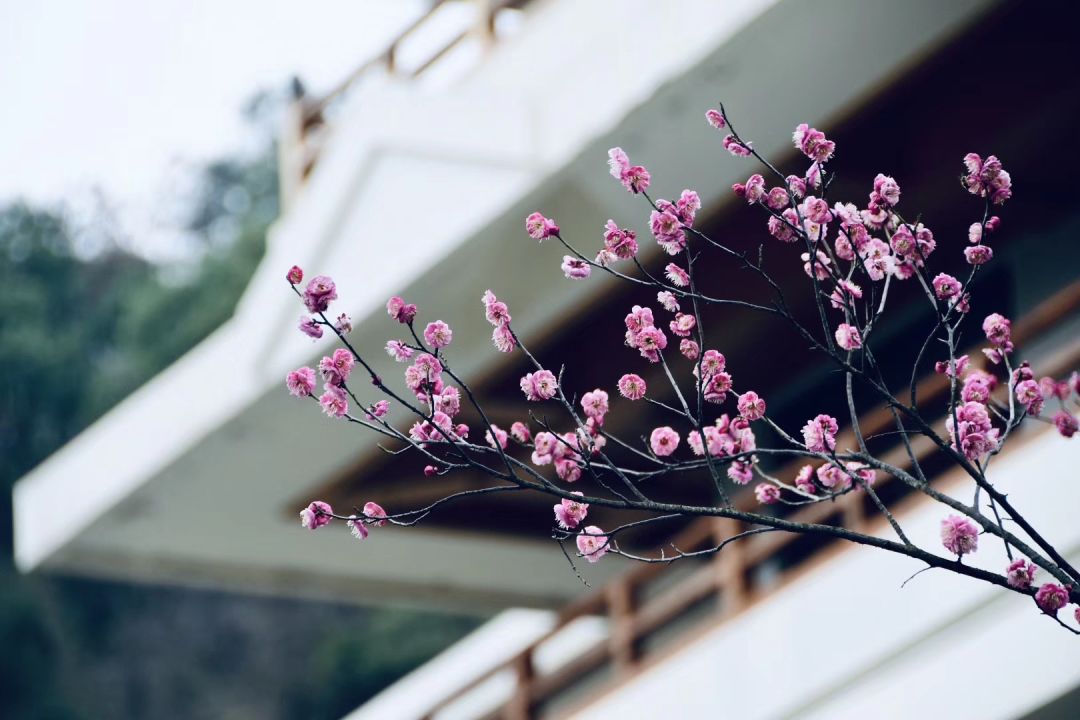 正慈法师“湖北加油”日记:希望这场梦早点醒过来