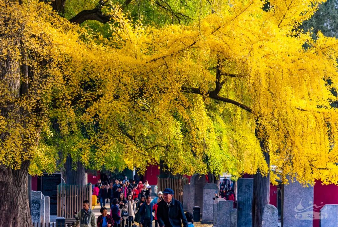 1500年的颜色是什么样，少林寺的银杏树会告诉你