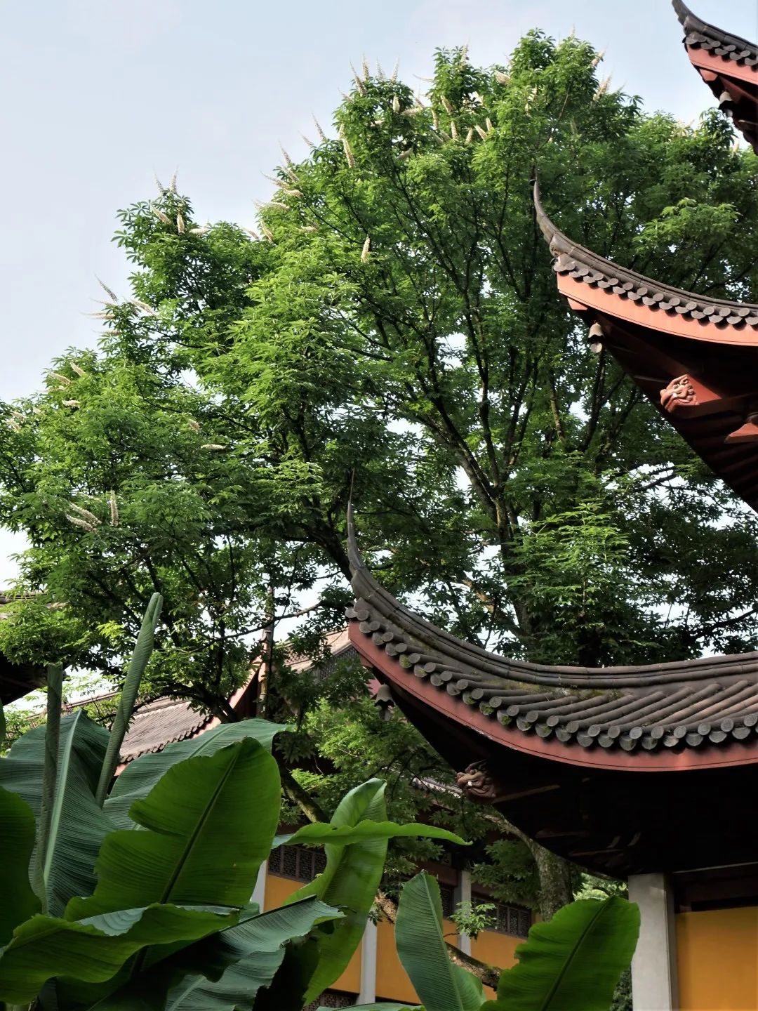 视觉灵隐 | 杭州灵隐寺 娑罗圣树花开正盛