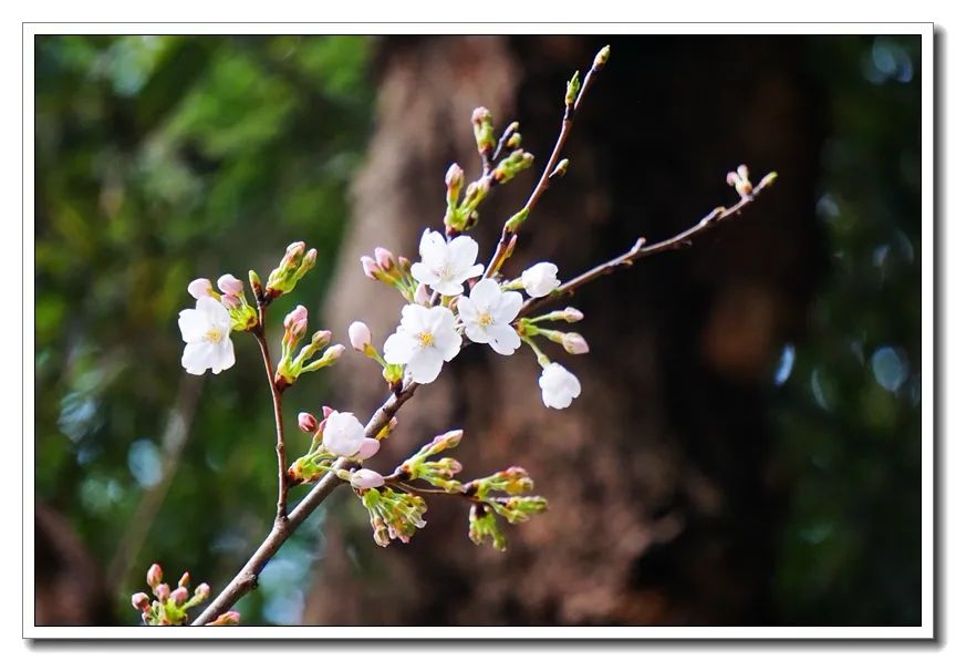 鸡鸣樱花季到了!寺院提醒:今年,不妨来个“云赏花”