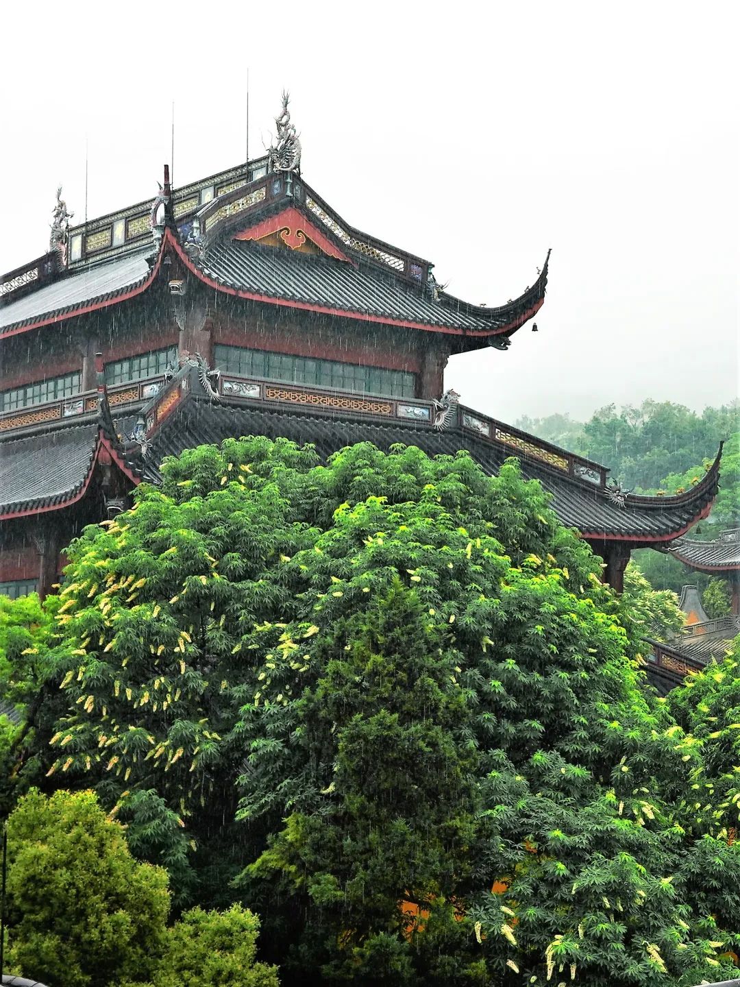 视觉灵隐 | 杭州灵隐寺 娑罗圣树花开正盛