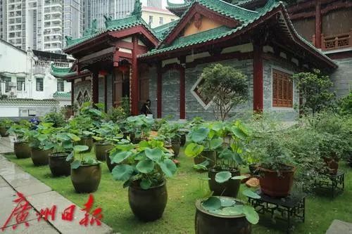 惊喜！穿越千年的古莲子，在广州开出莲花了！其或来自宋代