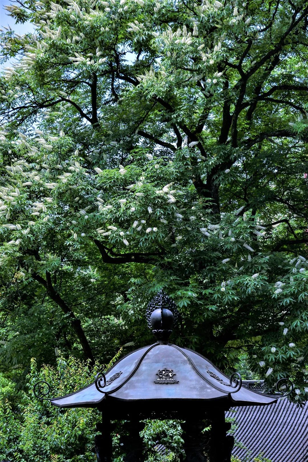 视觉灵隐 | 杭州灵隐寺 娑罗圣树花开正盛