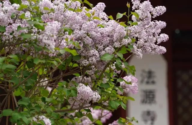 北京法源寺丁香花开 中国佛学院举办2023年感恩丁香茶会
