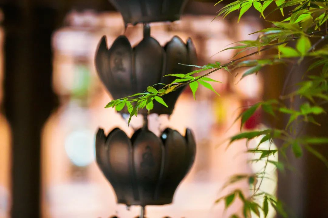 觉群人生讲坛 | 中医药融入安宁疗护，减轻身心痛苦，让生命更有质量