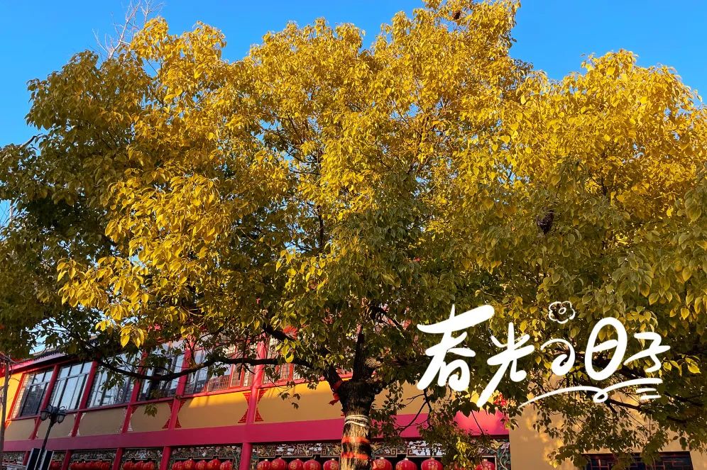 春天适合去哪里？寺院里的农禅体验了解一下